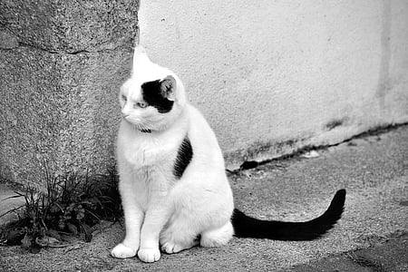 cat sitting on surface thumbnail