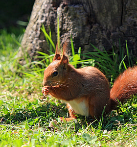 brown squirrel thumbnail