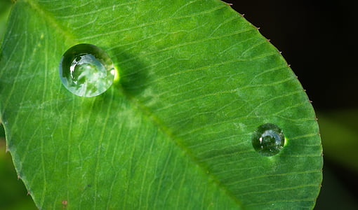 green leaf photo thumbnail