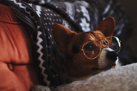 dog wearing eyeglasses thumbnail