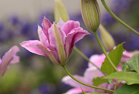 closeup photo of pink petaled flower thumbnail
