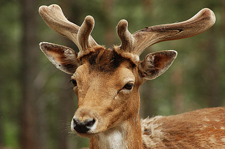 selective focus photo of brown deer thumbnail