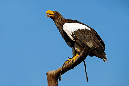 black and white eagle landed on tree branch under blue and white sunny sky during daytime thumbnail