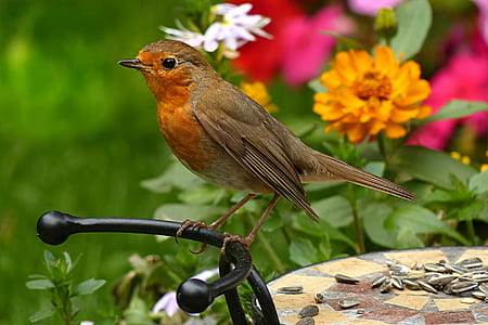 selective focus photography of European robin thumbnail
