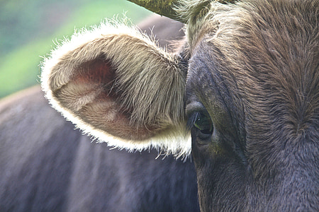 black water buffalo thumbnail
