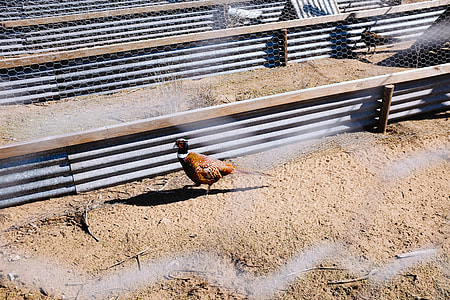 brown bird on coop thumbnail