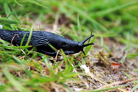 black snake crawling on green grass thumbnail