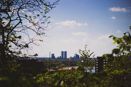 city, sky, buildings, tree thumbnail