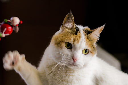 White and Orange Tabby Cat thumbnail