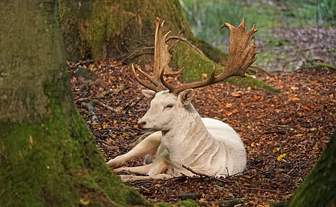 white deer sitting on brown leaves thumbnail