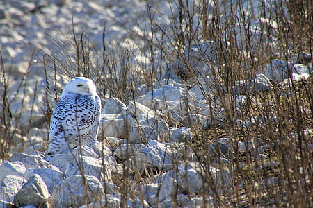 white and black snow owl thumbnail