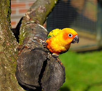 orange bird thumbnail
