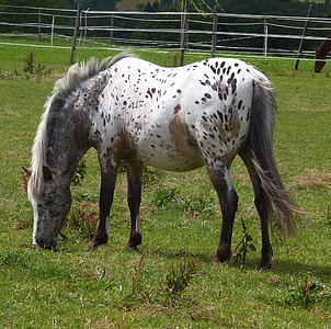 white and brown horse on farm thumbnail