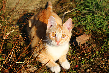 orange and white cat on brown wet soil thumbnail