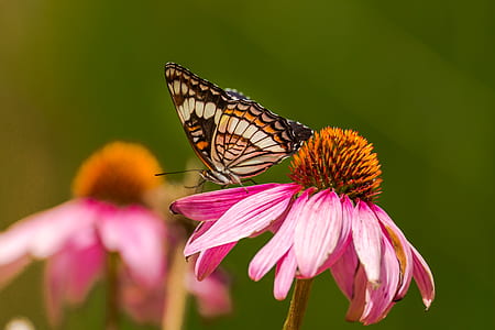 selective focus photography of white, brown, and black butterfly perched on pink petaled flower thumbnail