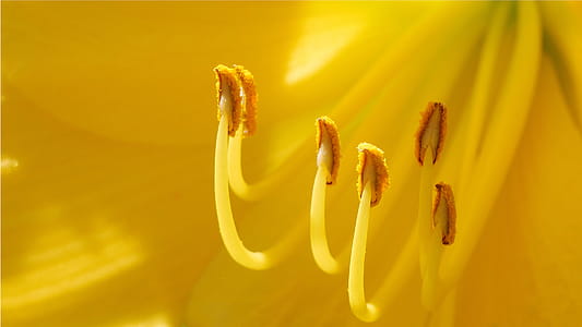 Yellow daylily flower parts macro during summer time in Rutgers Garden NJ USA. thumbnail