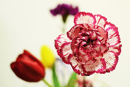 red and white carnation flower in bloom thumbnail