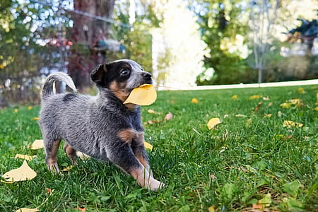 brown and gray Australian cattle puppy biting leaf thumbnail