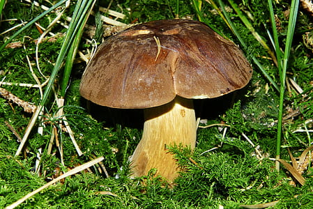 brown mushroom thumbnail