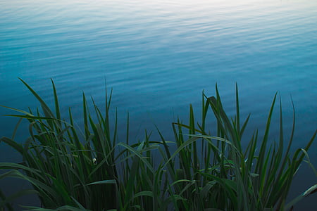 selective focus photography of green grass near the body of water thumbnail