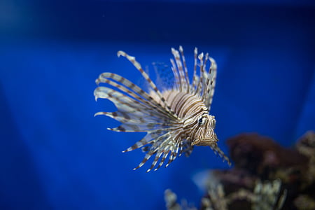 tilt shift lens photography of beige and brown fish thumbnail