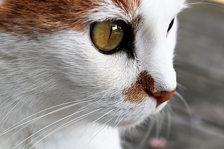 portrait photo of cat thumbnail