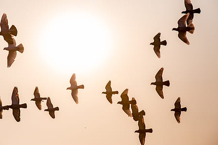 flock of birds during sunset thumbnail