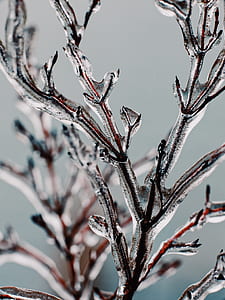 tilt-shift lens photography of ice on stem thumbnail