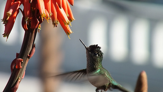 selective and time lapse photography of green bird and pink flower thumbnail