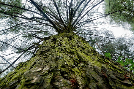 nature, forest, trees, moss thumbnail