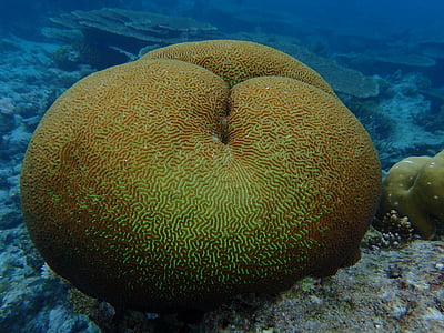 yellow and brown corral reef thumbnail