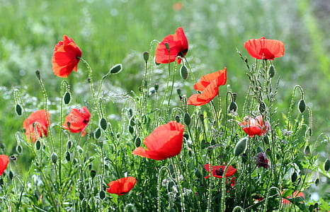 red flowers in shallow photo thumbnail