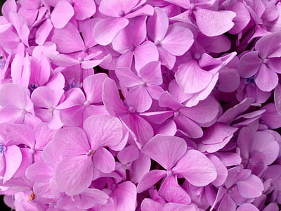 purple petaled flowers thumbnail