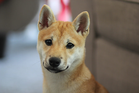 closeup photo of short-coated tan dog thumbnail