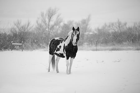 white and black horse on snow thumbnail