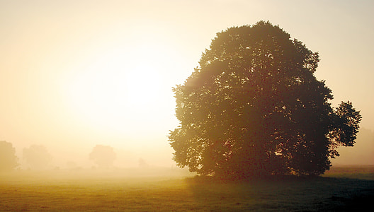 photo of green tree during sunset thumbnail