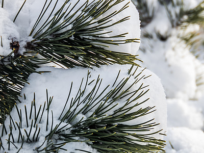 green leaves covered in snow thumbnail