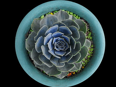 flat lay photography green echeveria succulent in teal pot thumbnail