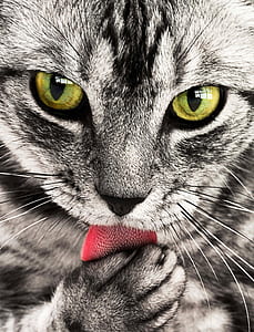 grey cat licking it's paw in closeup photography thumbnail