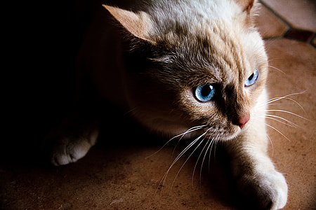 beige cat thumbnail