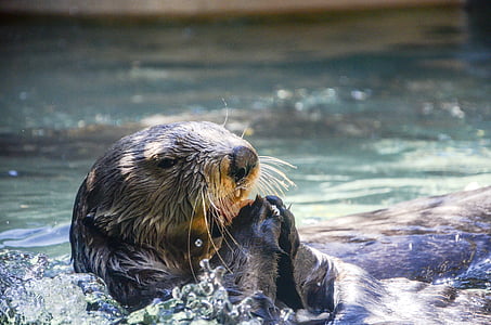 seal on body of water thumbnail