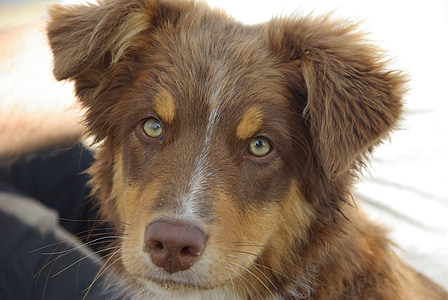 long-coated brown puppy thumbnail