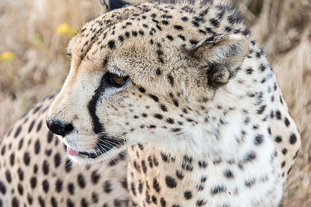 photo of brown and black cheetah thumbnail