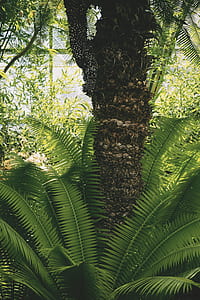 landscape, nature, garden, leaves thumbnail
