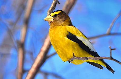 selective focus photo of yellow bird on tree branch thumbnail