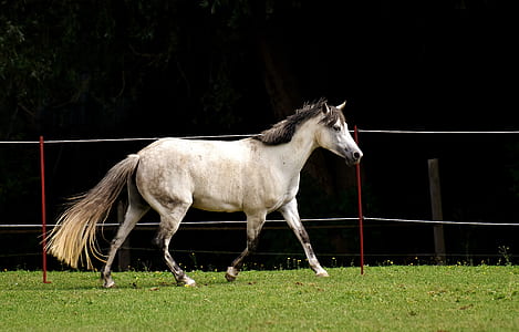running white horse on grass field thumbnail