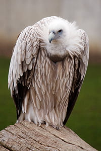 gray vulture on log thumbnail
