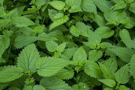 photography of green leafed plant thumbnail