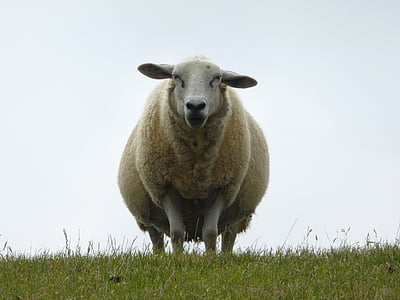 beige lamb on green grass field thumbnail