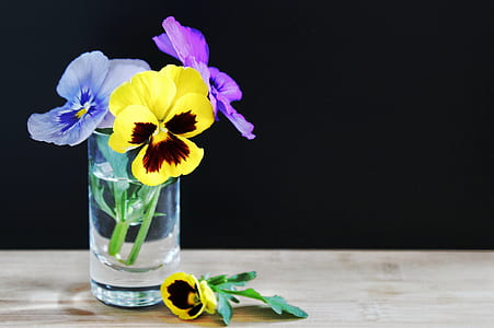yellow and purple pansy flowers in clear vase thumbnail